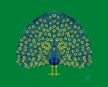 Peacock Fine Art Print - various backgrounds