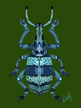 Beetle 3 Wall Art