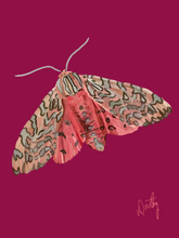 Moth 1 Wall Art