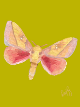 Moth 2 Wall Art