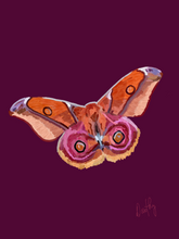 Moth 3 Wall Art