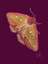 Moth 4 Wall Art