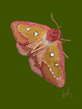 Moth 4 Wall Art