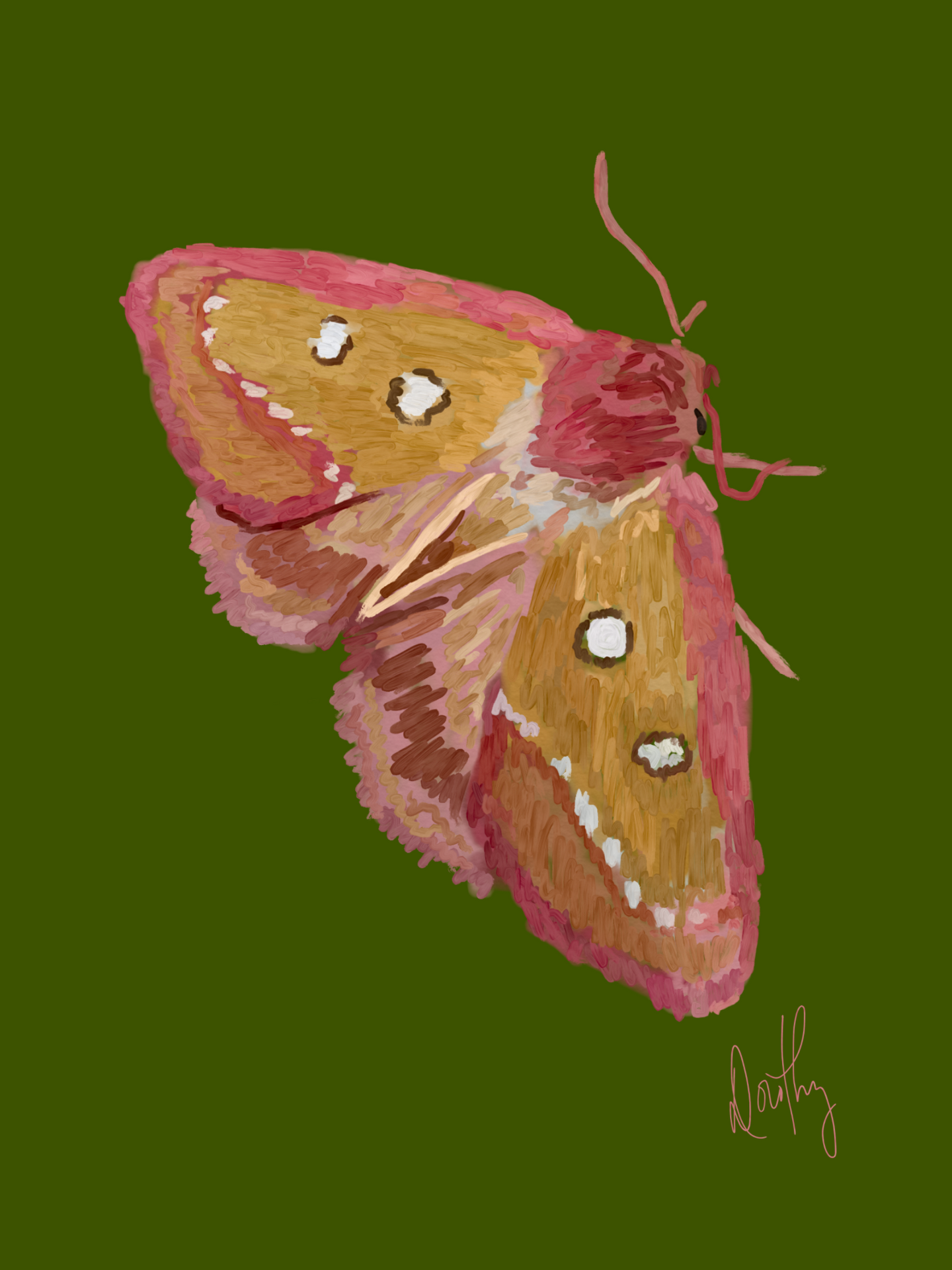 Moth 4 Wall Art