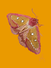 Moth 4 Wall Art