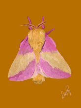 Moth 6 Wall Art